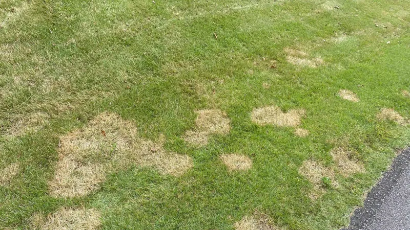 Extra Nitrogen Can Raise Spring Disease Risk Extra Nitrogen Can Raise Spring Disease Risk