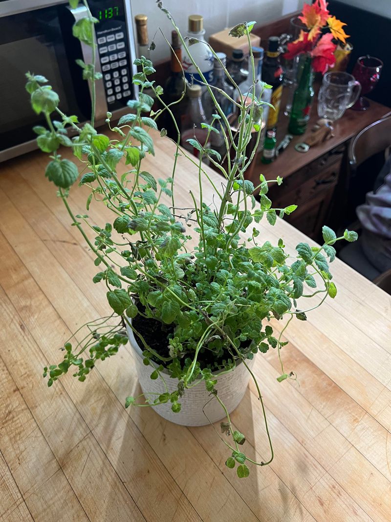 Extra Nitrogen Pushes New Growth