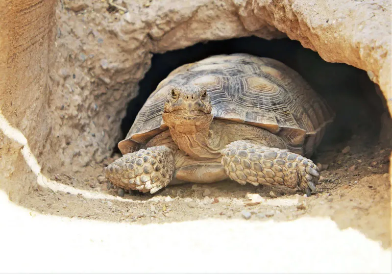 Extreme Heat Sends Tortoises Underground