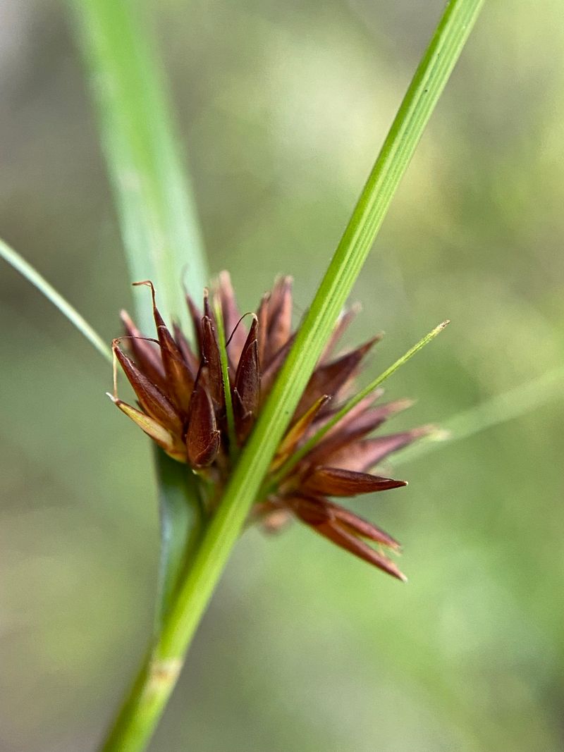 Factors That Make Its Habitat So Rare And Fragile
