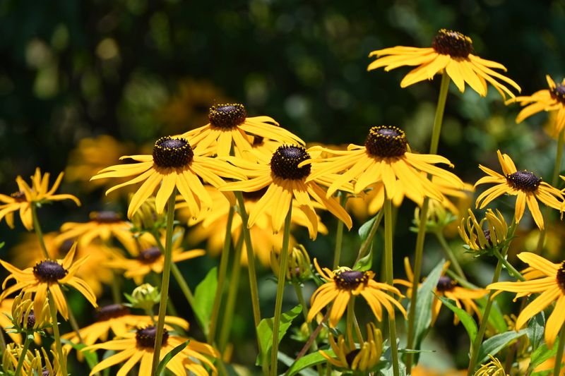 Faded Blooms Hold Next Year's Seed Supply