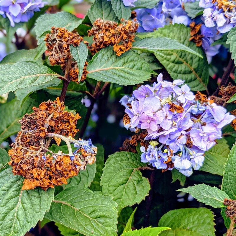 Faded Flowers Do Not Always Need To Come Off
