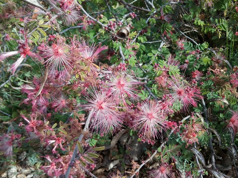 Fairy Duster Offers Feathery Flowers Without Demanding Much Care Fairy Duster Offers Feathery Flowers Without Demanding Much Care