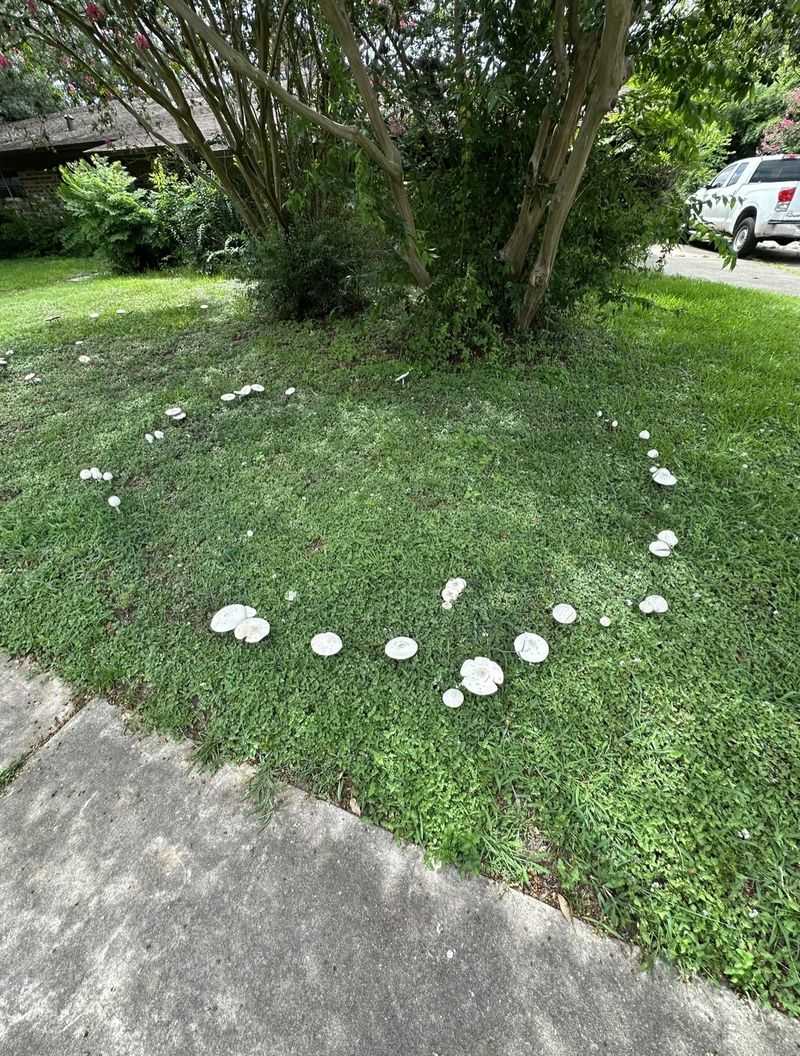 Fairy Rings Signal A Much Larger Underground Colony