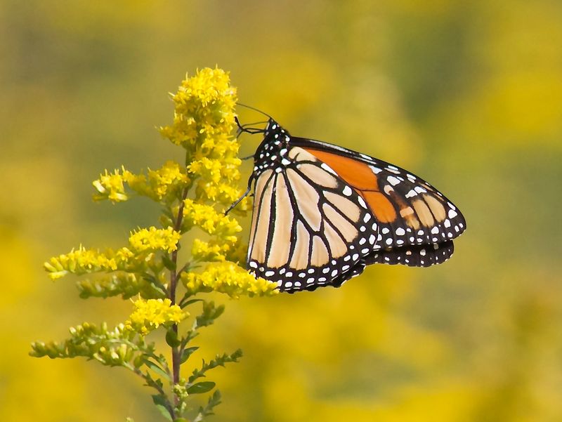 Fall Adults Need Nectar; Caterpillars Need Milkweed Fall Adults Need Nectar; Caterpillars Need Milkweed