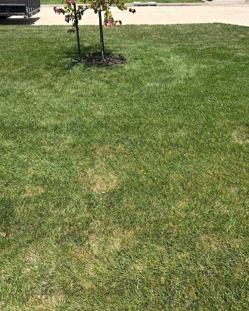 Fall Armyworms Are Feeding On Your Grass Overnight