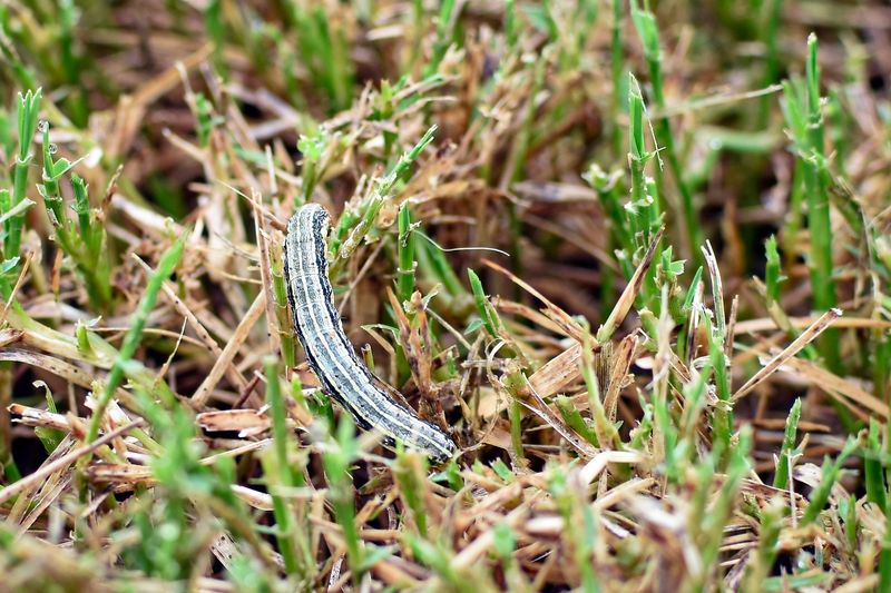 Fall Armyworms Can Damage A Lawn Very Quickly