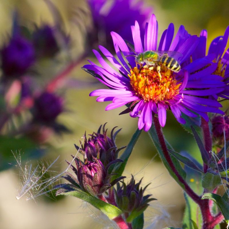 Fall Aster