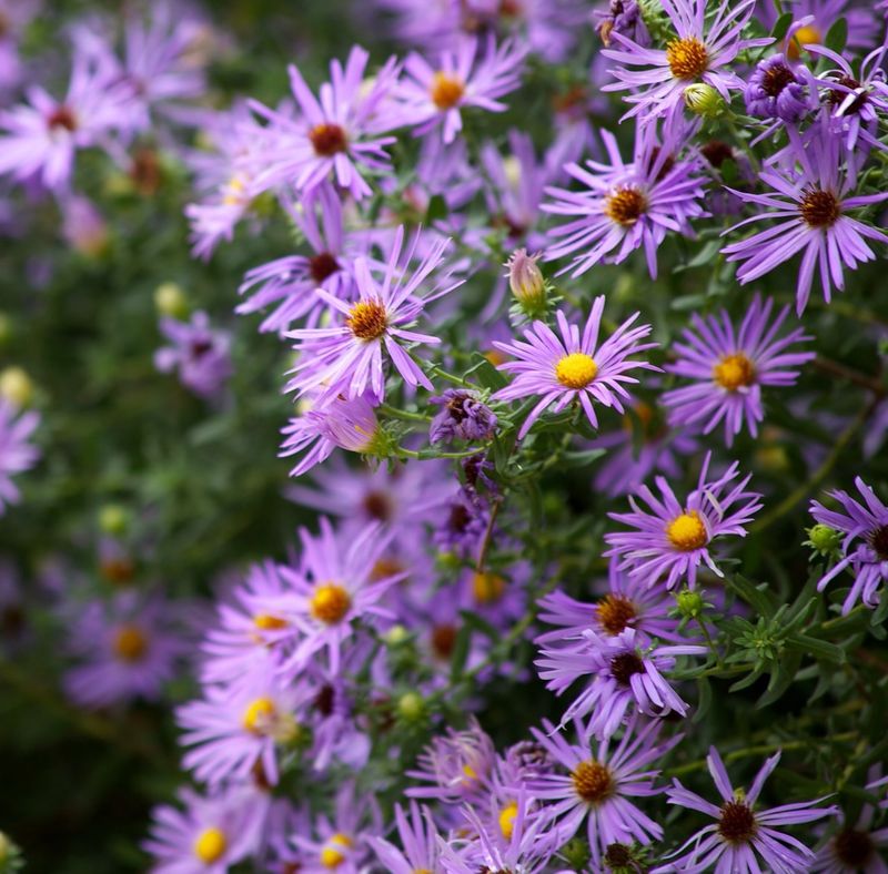 Fall Aster Comes Alive Just As Summer Color Fades