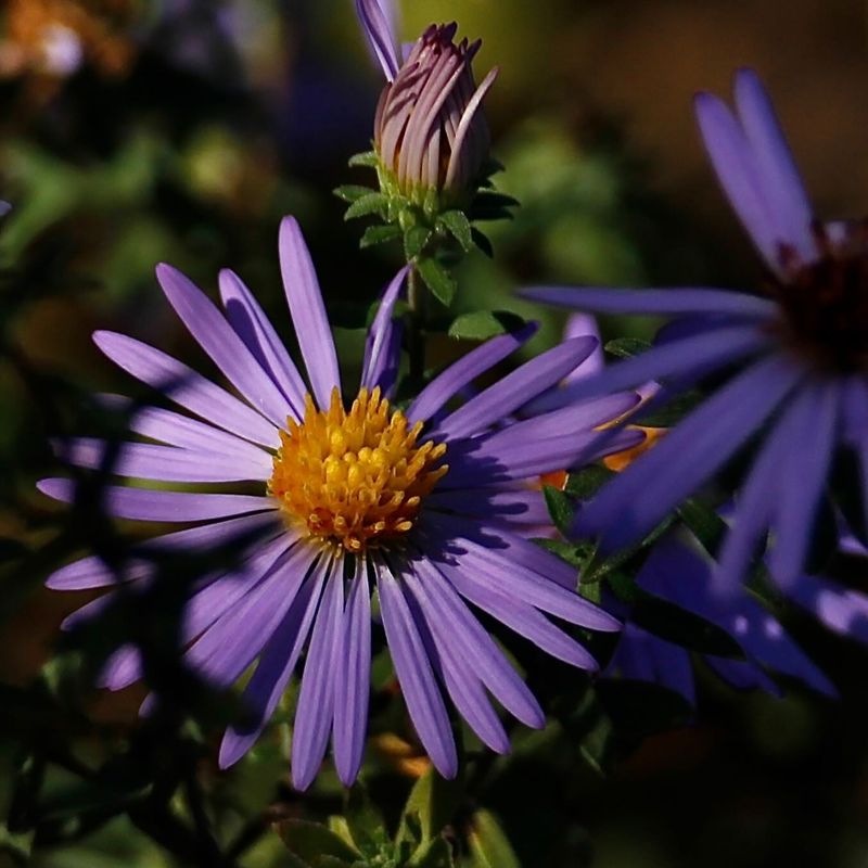 Fall Aster