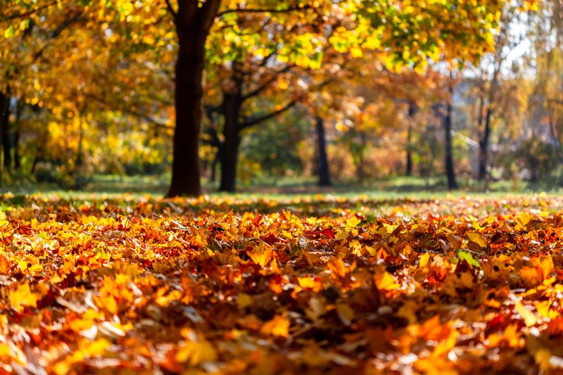 Fall Avoids Summer Heat Stress