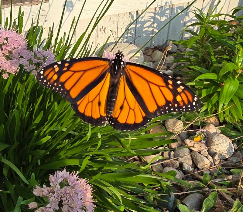 Fall Blooms Can Turn Yards Into Refueling Stops Fall Blooms Can Turn Yards Into Refueling Stops