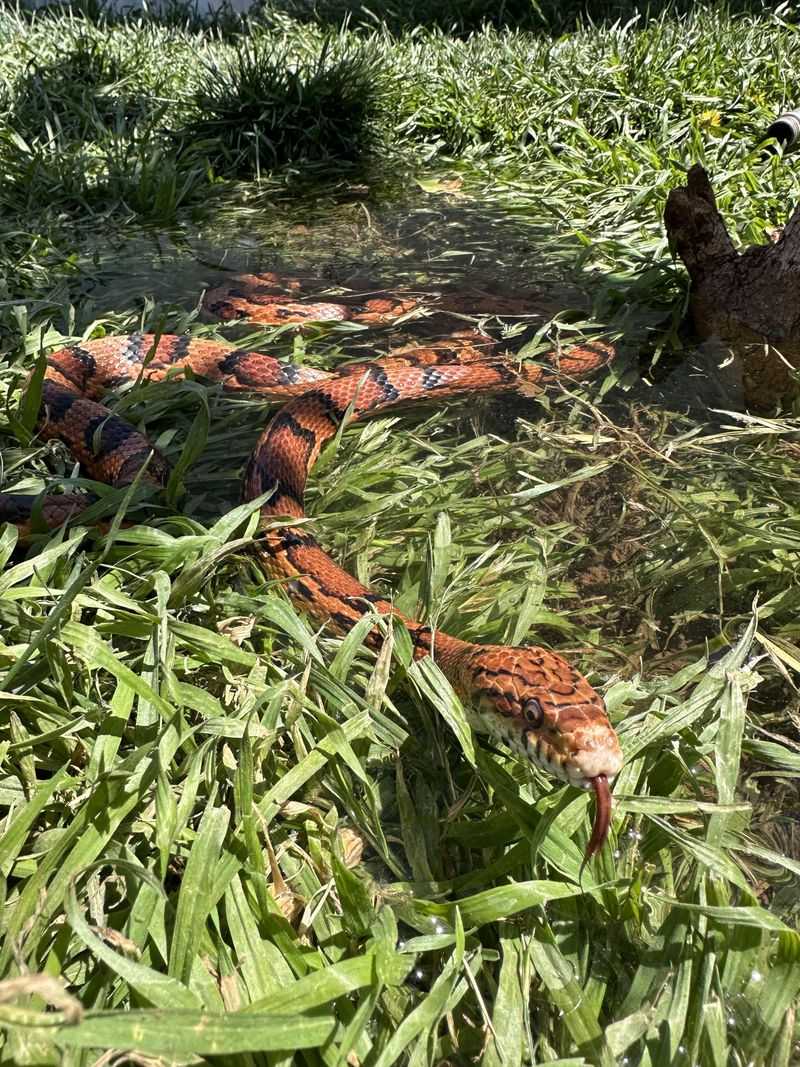 Fall Breeding Puts Some Species On The Move
