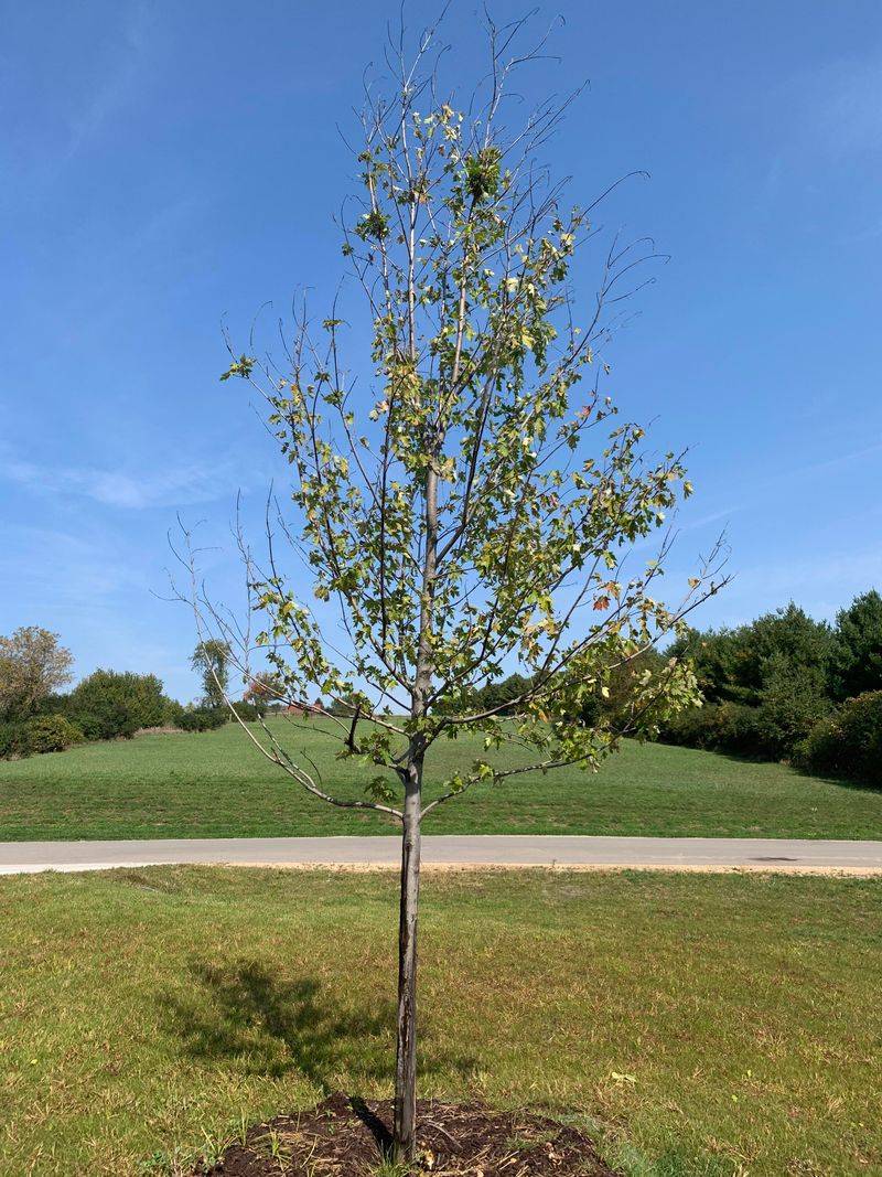 Fall Can Bring Less Pest And Disease Pressure During Establishment