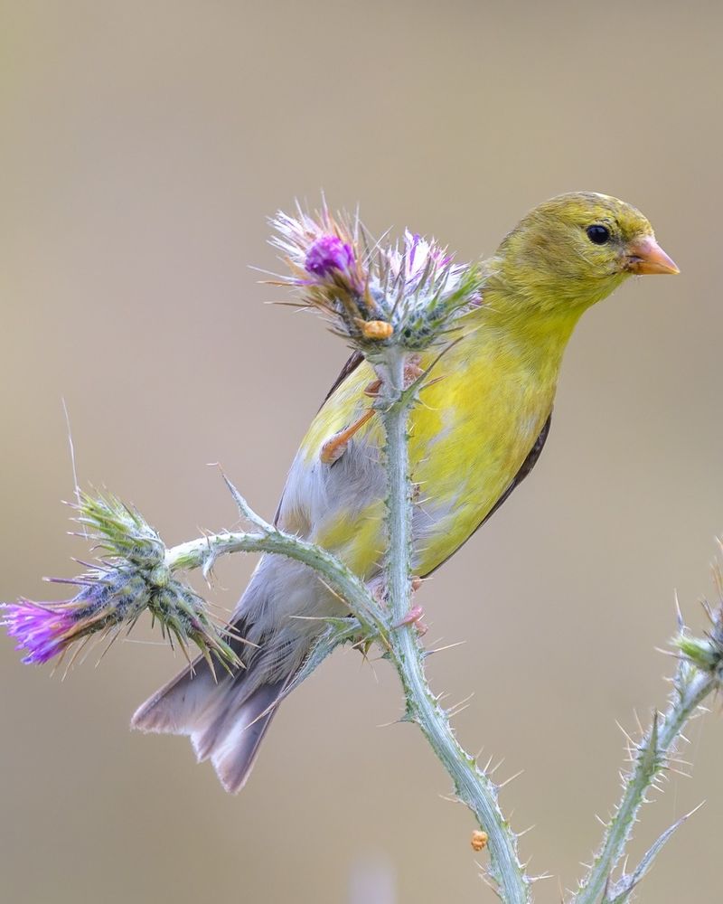 Fall Cleanup Can Wait When Birds Are Still Feeding