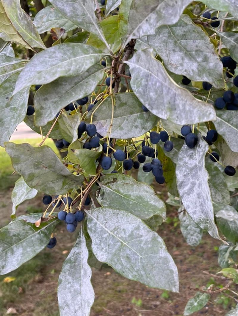 Fall Color And Berries That Support Wildlife Fall Color And Berries That Support Wildlife