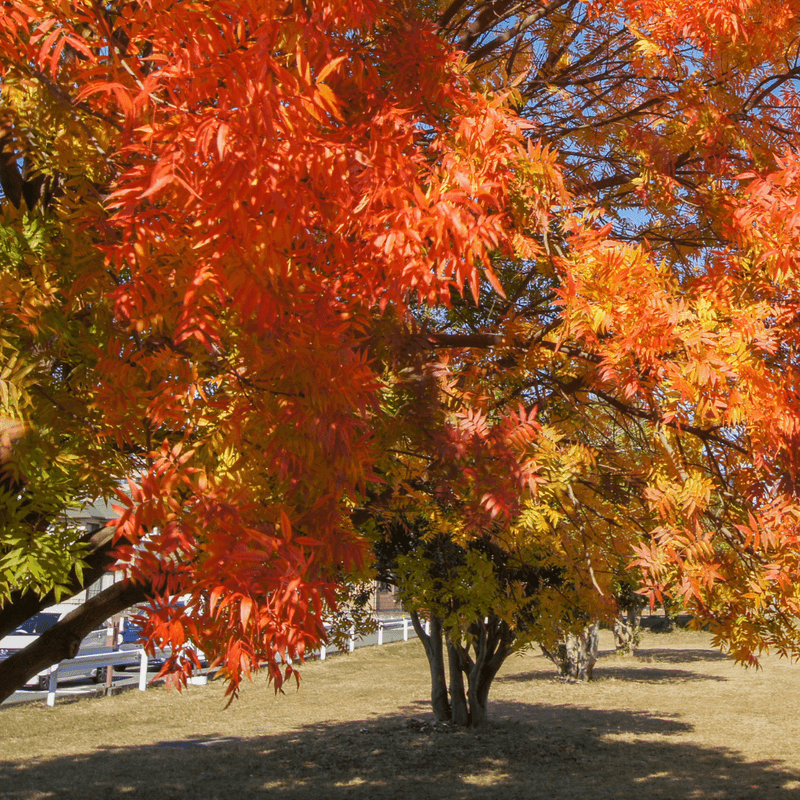 Fall Color Brings A Second Season Of Interest