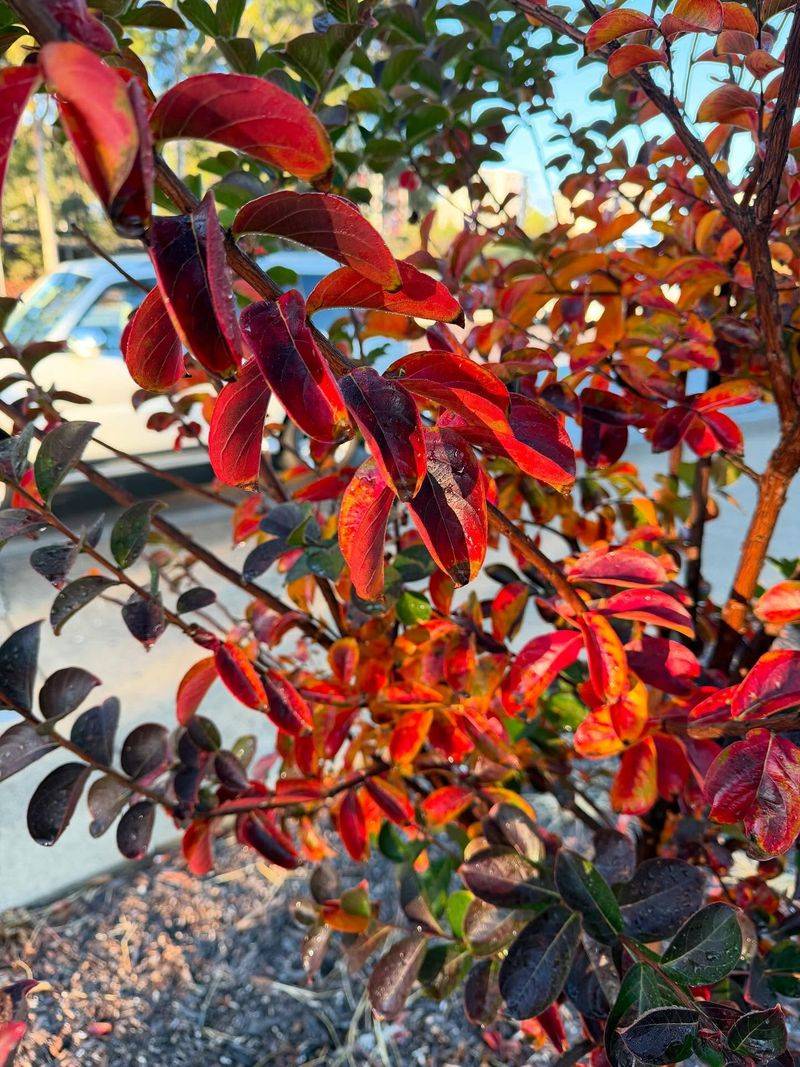 Fall Color Depends On The Variety