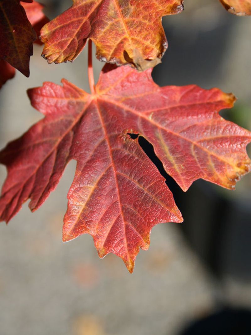 Fall Color Usually Peaks Later Than Many Gardeners Expect