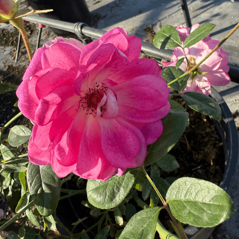 Fall Feeding Supports The Next Round Of Blooms