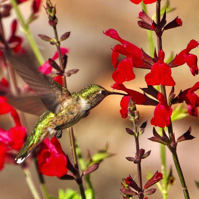 Fall Flowers Can Keep Hummingbirds Coming Back