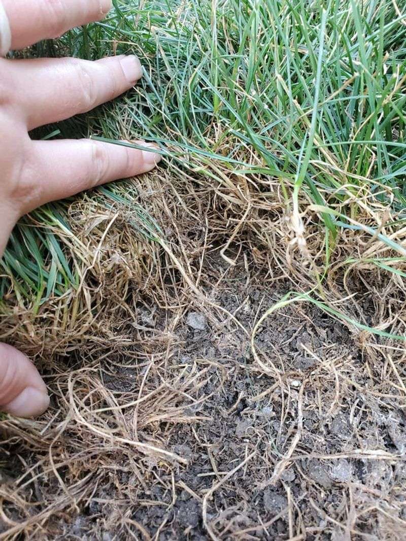 Fall Focus Shifts Toward Root Development Fall Focus Shifts Toward Root Development