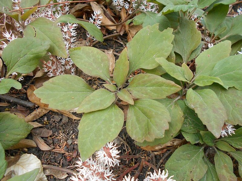 Fall Gives New Plants Time To Settle In
