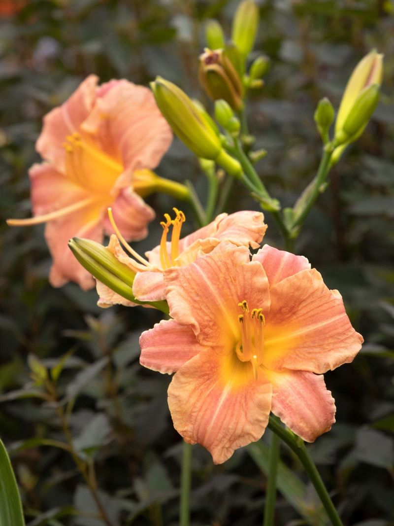 Fall Gives Perennials A Head Start