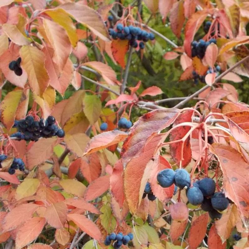 Fall Is A Good Time To Get It Established