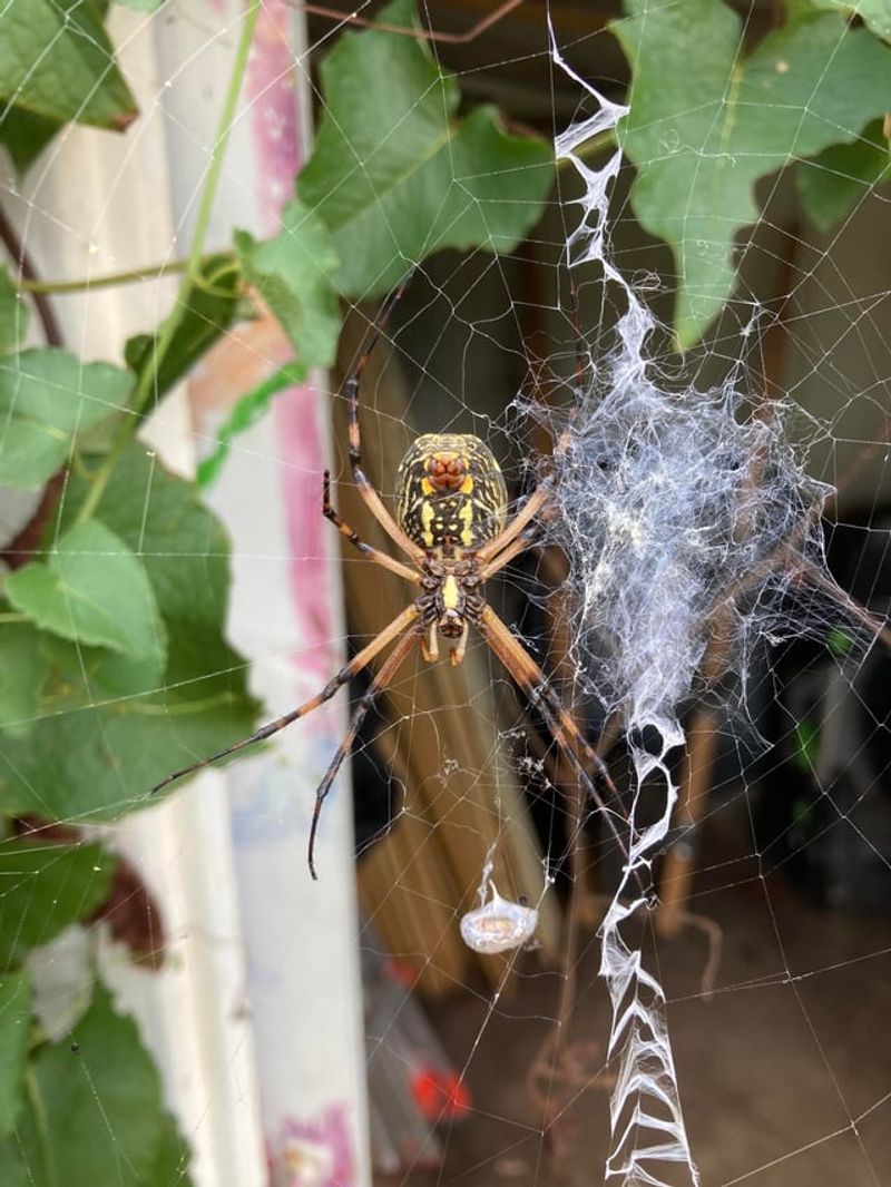 Fall Is Also An Important Time For Egg Sac Production