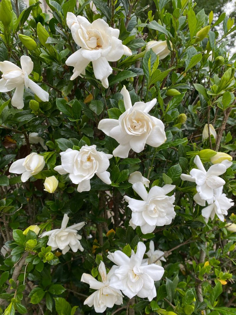 Fall Is Not The Right Time To Prune Gardenias Fall Is Not The Right Time To Prune Gardenias