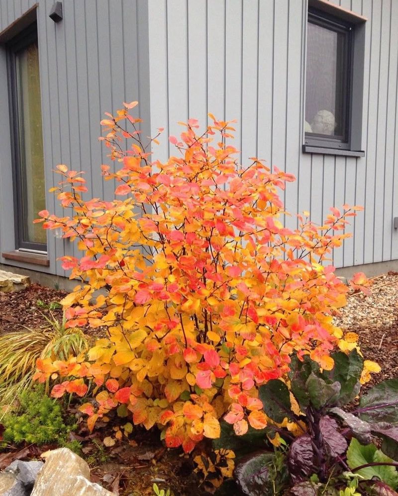 Fall Is When Fothergilla Really Steals The Show