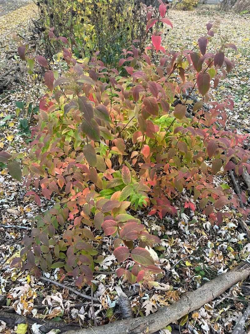 Fall Leaves Bring Color Where Yew Stays The Same Shade Of Green
