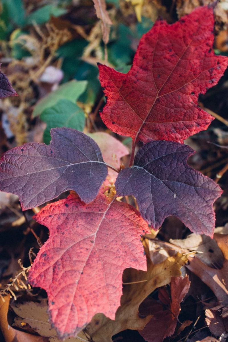 Fall Leaves Turn Rich Shades Of Red And Purple