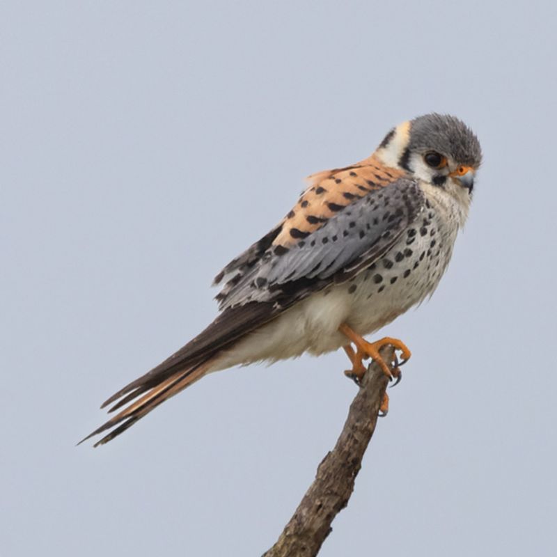 Fall Makes American Kestrels Easier To Spot