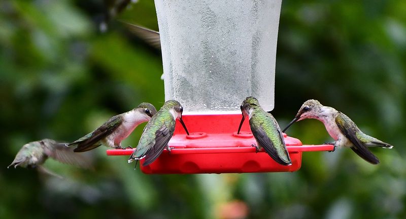 Fall Migration Brings More Hummingbirds Into Yards