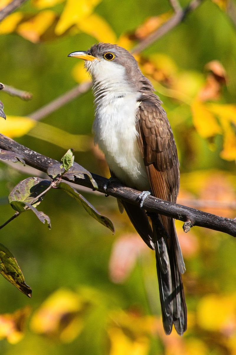Fall Migration Eventually Sends These Visitors South Fall Migration Eventually Sends These Visitors South