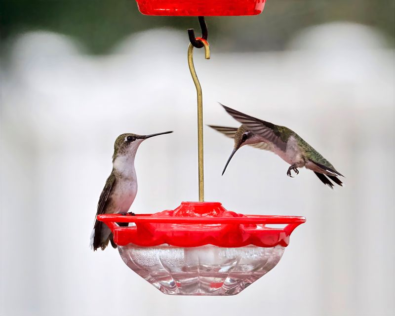 Fall Migration Prep Drives The Sudden Feeder Rush Fall Migration Prep Drives The Sudden Feeder Rush