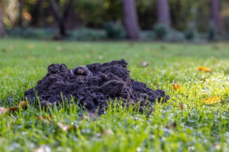 Fall Moisture Brings Tunnels Back To The Surface