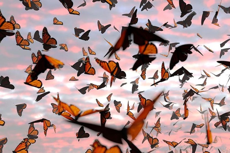 Fall Monarchs Are Usually Still Traveling Fall Monarchs Are Usually Still Traveling