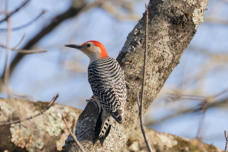Fall Movement Brings Other Woodpeckers Through New Areas