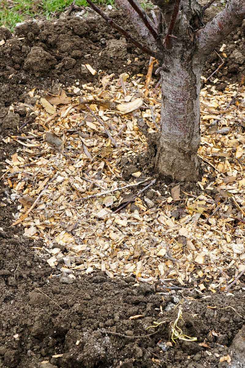 Fall-Planted Trees And Shrubs Need Water Before Rains Return