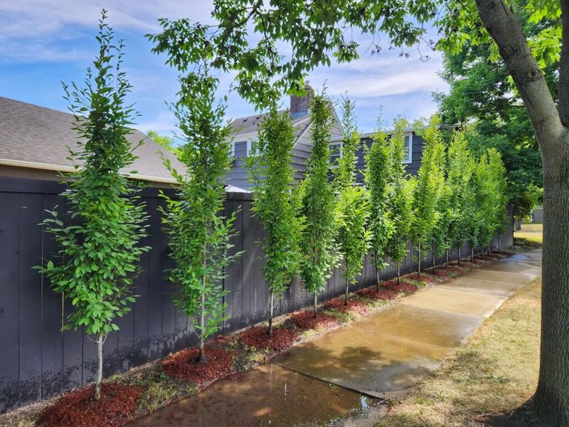 Fall Planting Gives Roots A Head Start Before Summer Heat Arrives