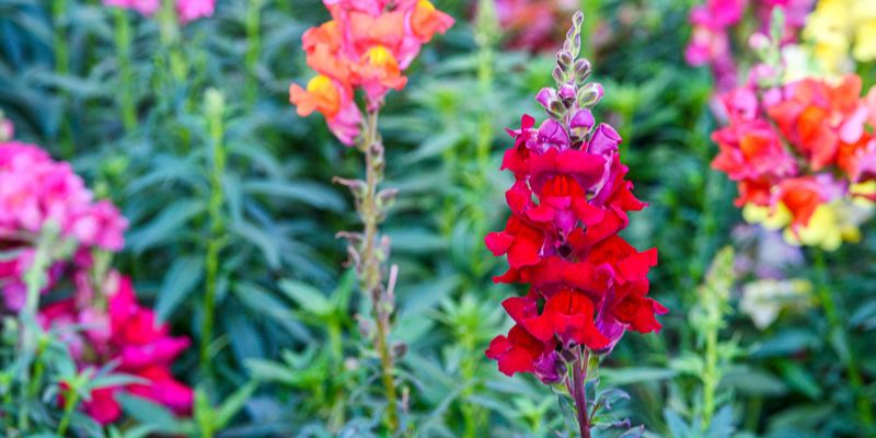 Fall Planting Sets The Stage For More Color Ahead