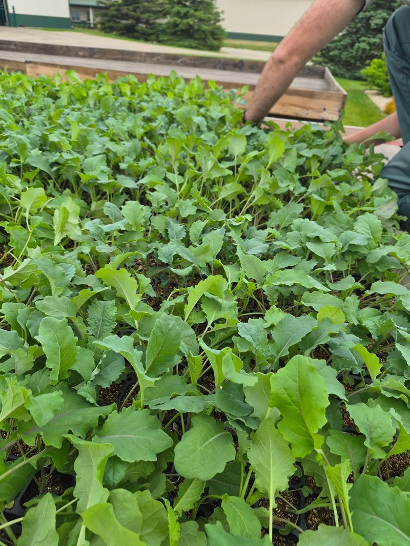 Fall Planting Timing Catches Many Gardeners Off Guard