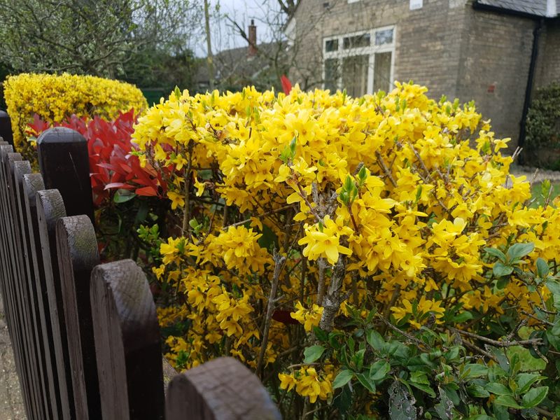 Fall Pruning Removes Part Of The Coming Display