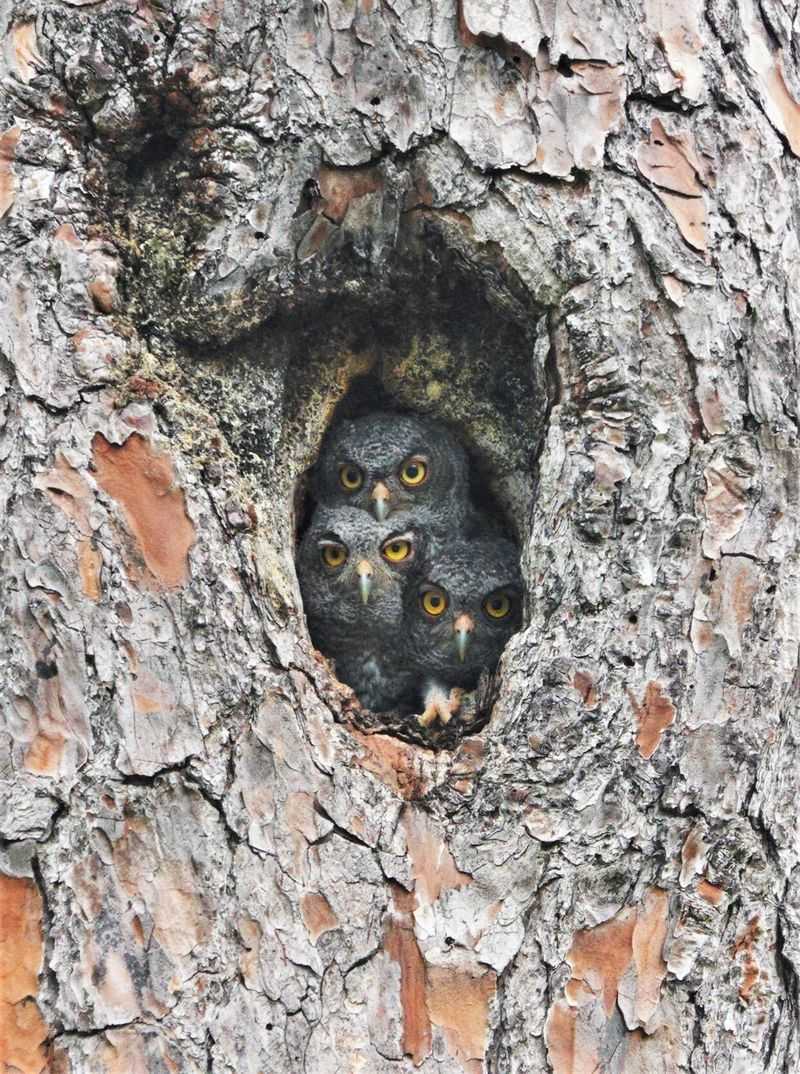 Fall Sends Young Owls Into New Territory