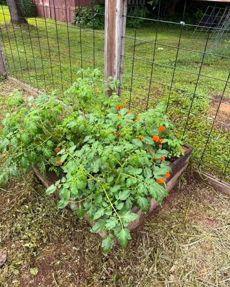 Fall Tomatoes Need To Be In The Ground Early In August