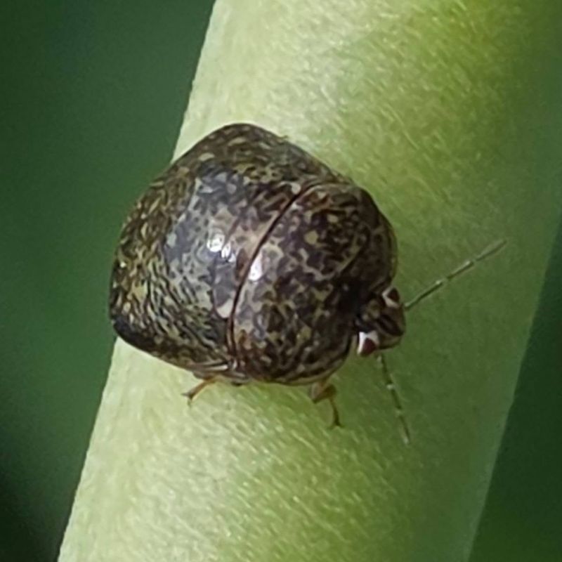 Fall Triggers Kudzu Bugs To Start Moving