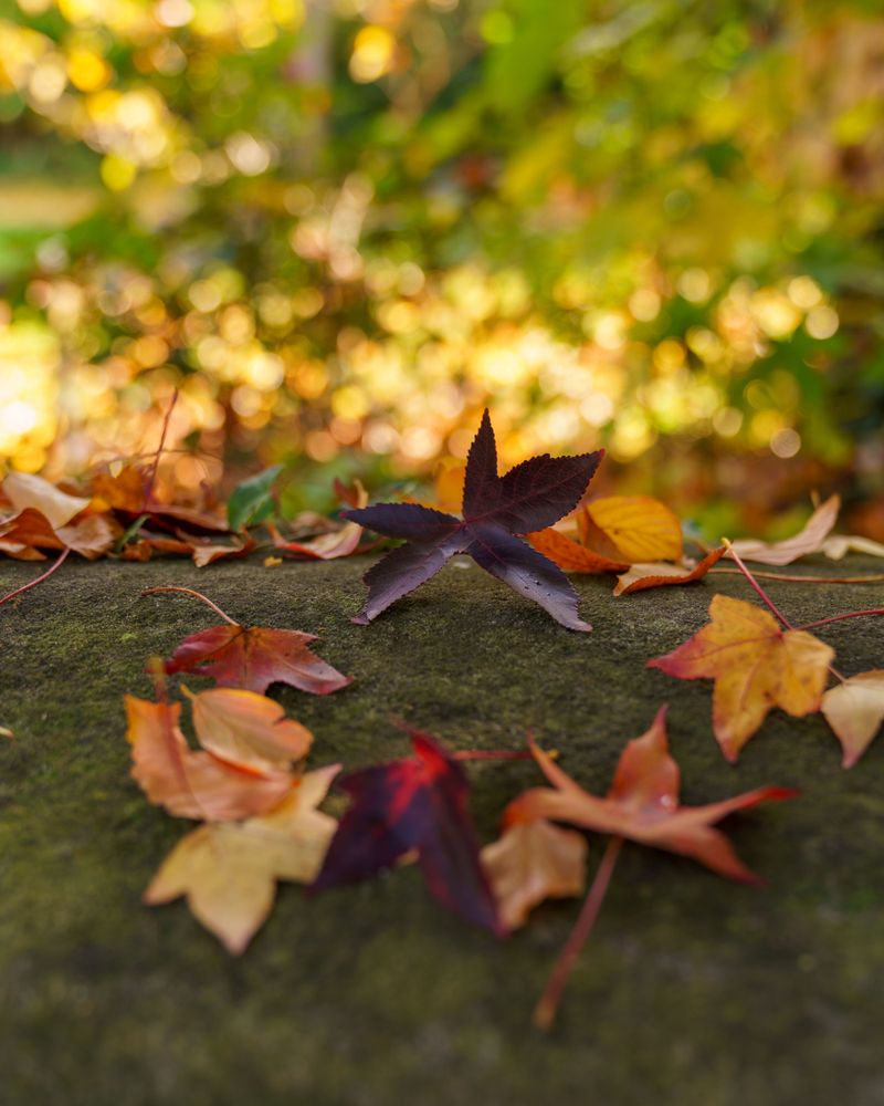 Fall Turns Its Leaves Into A Star-Shaped Show Fall Turns Its Leaves Into A Star-Shaped Show